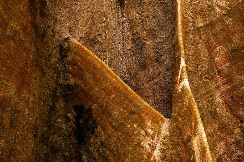 Quadro de Adriano Gambarini - Floresta Amazônica, Acre