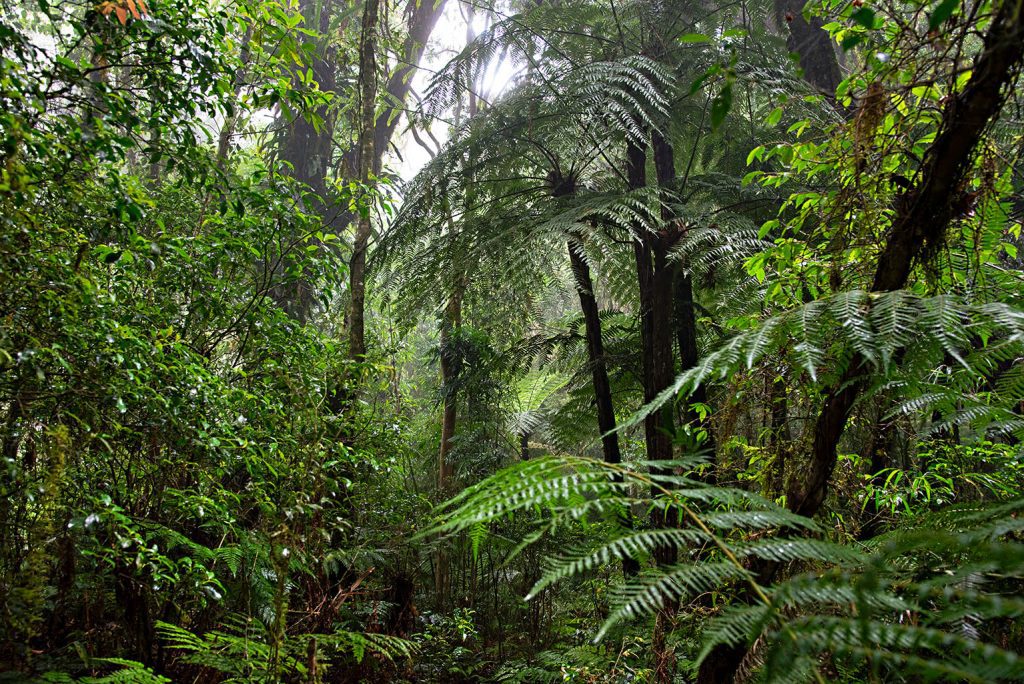 Quadro de Adriano Gambarini - Mata Atlântica, Rio Grande do Sul