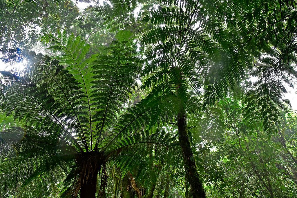 Quadro de Adriano Gambarini - Mata Atlântica, Rio Grande do Sul