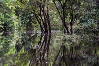 Quadro de Adriano Gambarini - Rio Negro, Amazônia