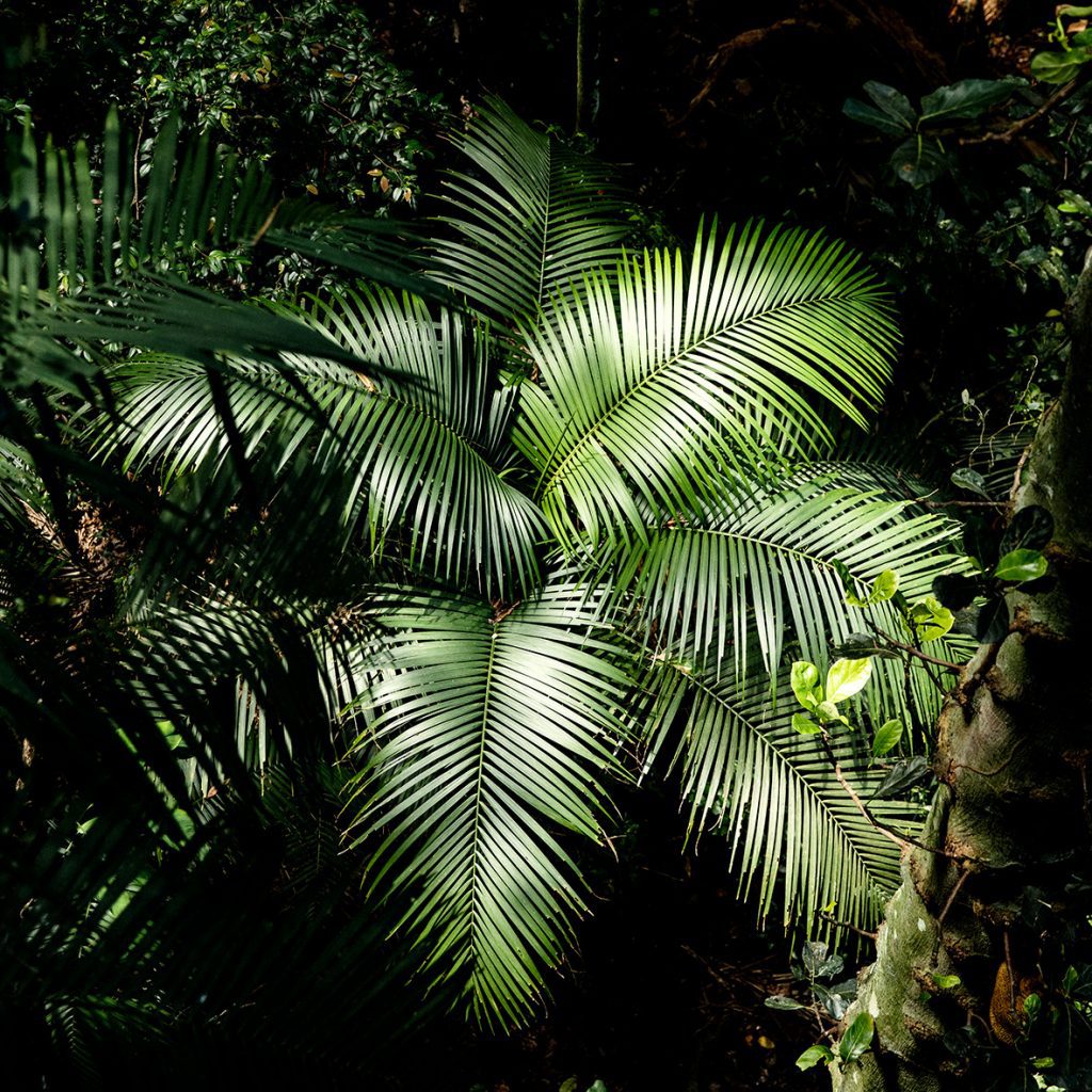 Quadro Rodrigo Takeshi - Mata Atlântica, RJ