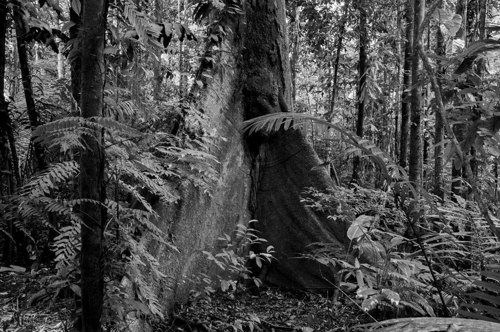 Quadro Adriano Gambarini - Floresta Amazônica, Amazonas