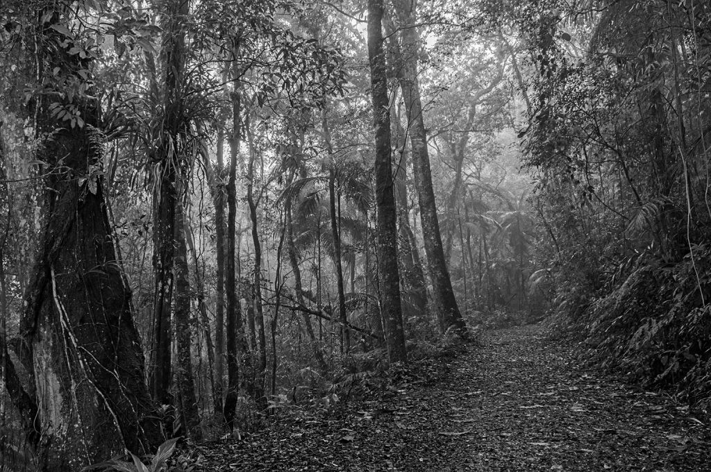 Quadro Adriano Gambarini - Mata Atlântica, São Paulo
