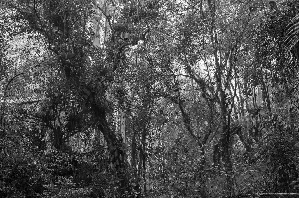 Quadro Adriano Gambarini - Mata Atlântica, São Paulo