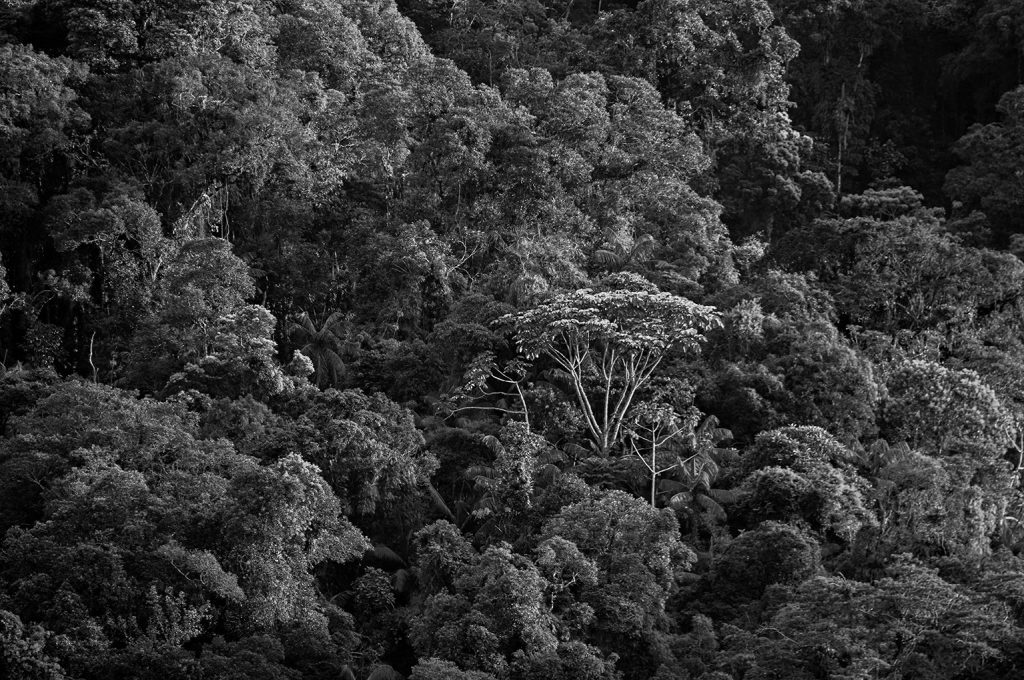 Quadro Adriano Gambarini - Mata Atlântica, São Paulo