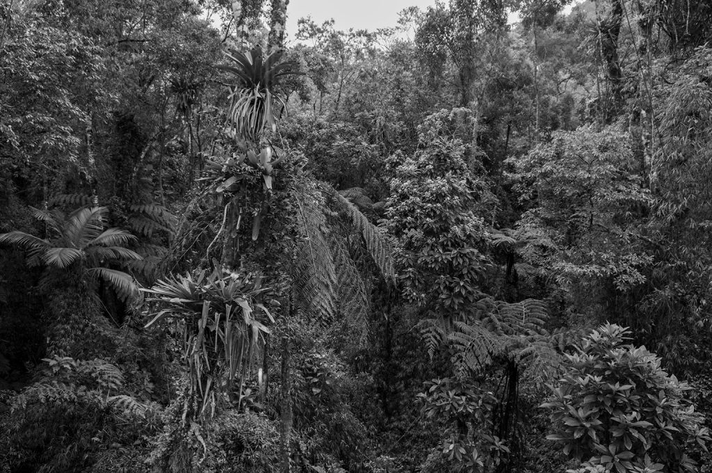 Quadro Adriano Gambarini - Mata Atlântica, São Paulo