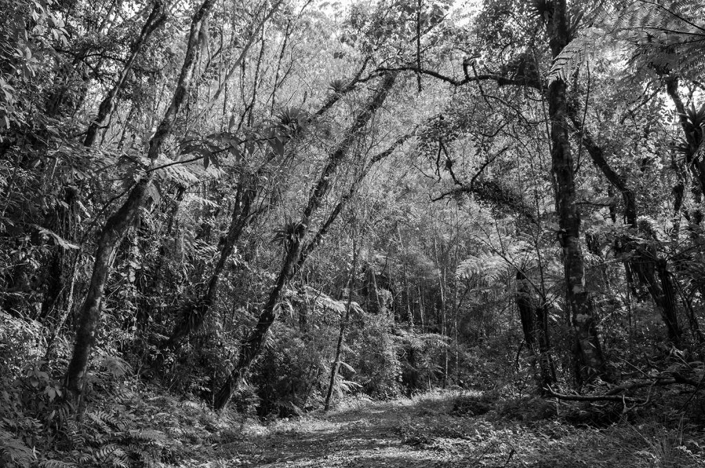 Quadro Adriano Gambarini - Mata Atlântica, São Paulo