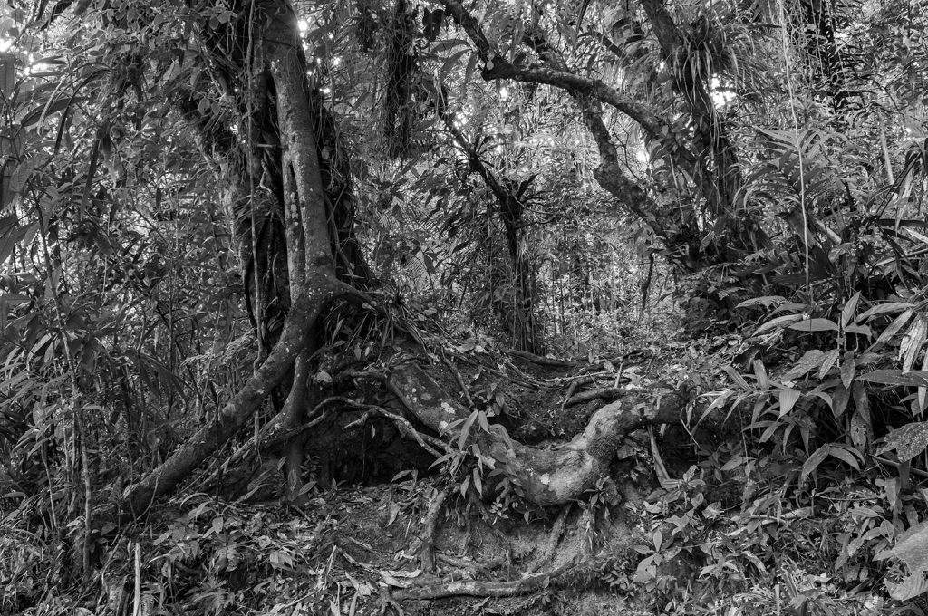 Quadro Adriano Gambarini - Mata Atlântica, São Paulo