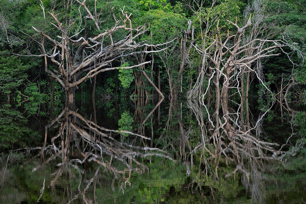Quadro de Adriano Gambarini - Rio Negro, Amazônia
