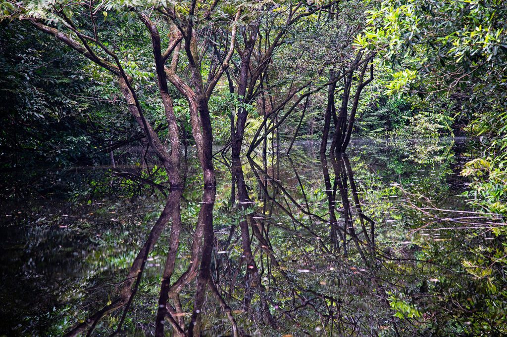 Quadro de Adriano Gambarini - Rio Negro, Amazônia