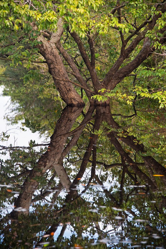 Quadro de Adriano Gambarini - Rio Negro, Amazônia