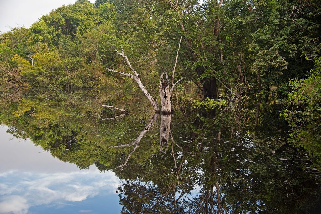 Quadro de Adriano Gambarini - Rio Negro, Amazônia