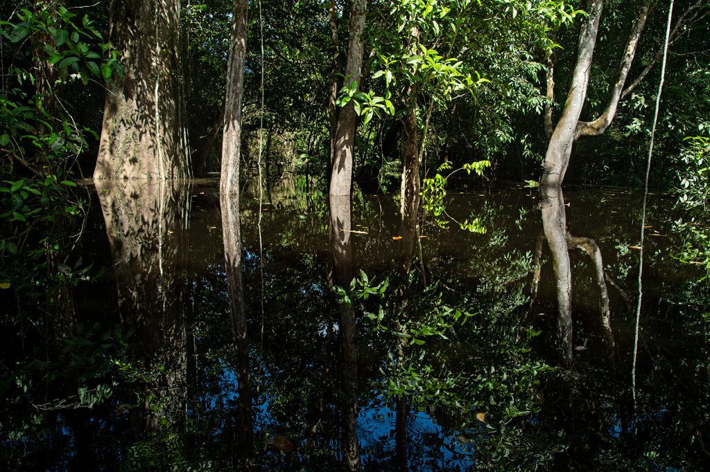 Quadro de Adriano Gambarini - Rio Negro, Amazonas