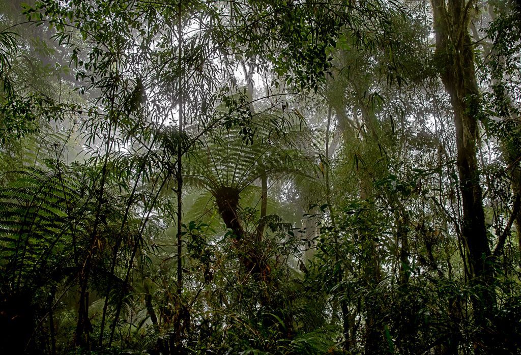 Quadro de Adriano Gambarini - Mata Atlântica, Rio Grande do Sul