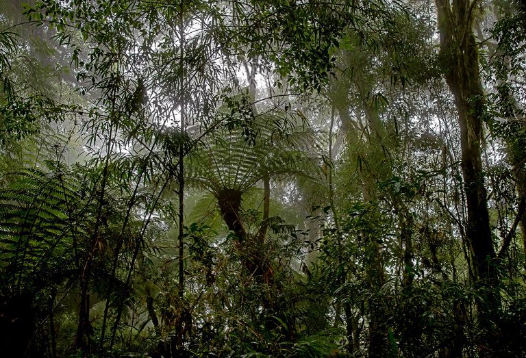 Quadro de Adriano Gambarini - Mata Atlântica, Rio Grande do Sul
