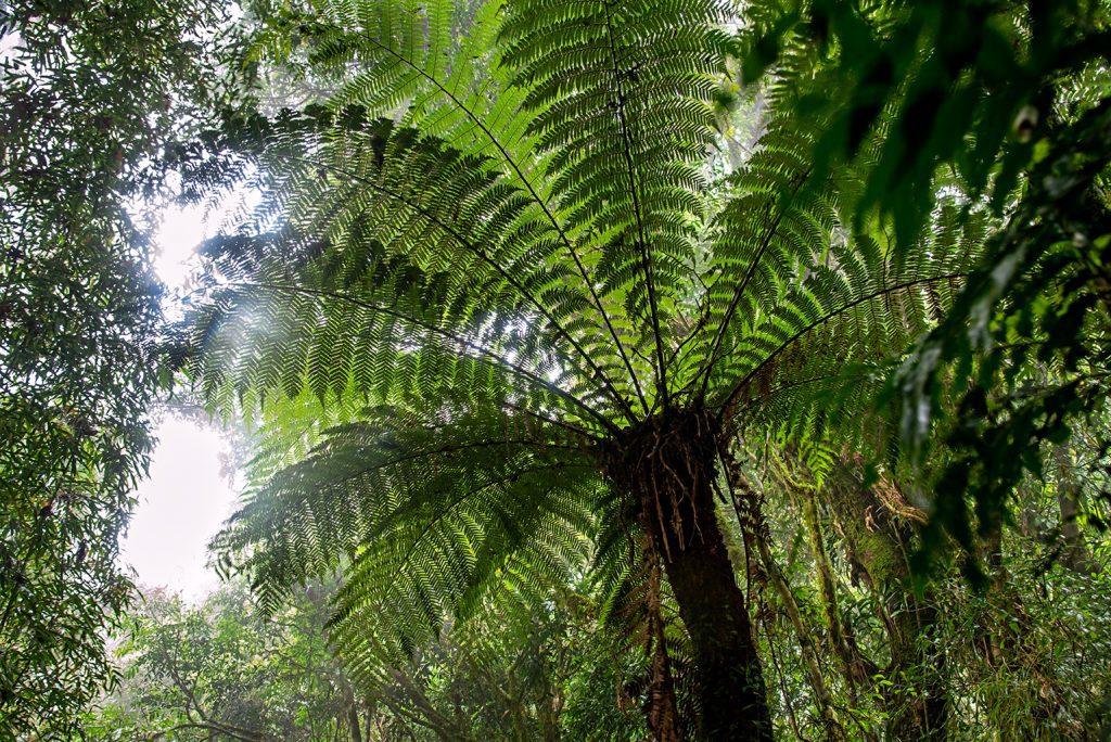 Quadro de Adriano Gambarini - Mata Atlântica, Rio Grande do Sul