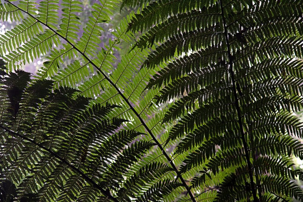 Quadro de Adriano Gambarini - Mata Atlântica, Rio Grande do Sul