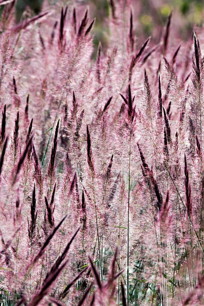 Quadro de Adriano Gambarini - Parque Nacional das Emas, Goiânia