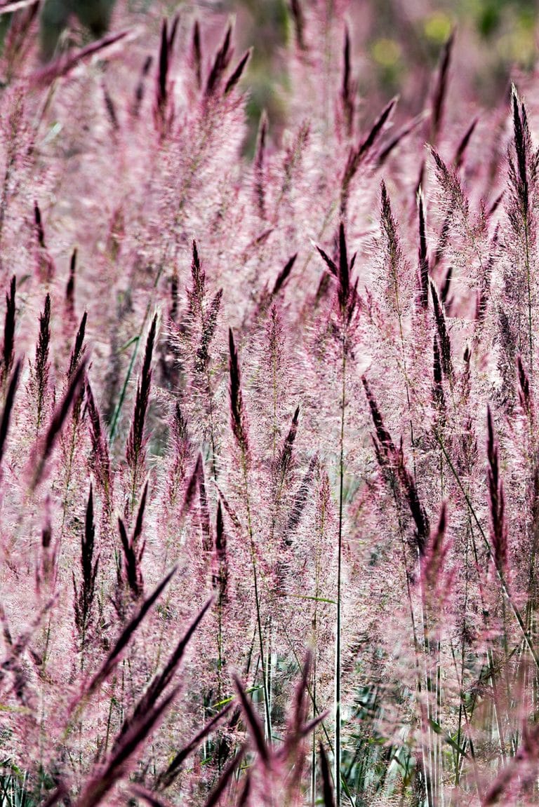 Quadro de Adriano Gambarini - Parque Nacional das Emas, Goiânia
